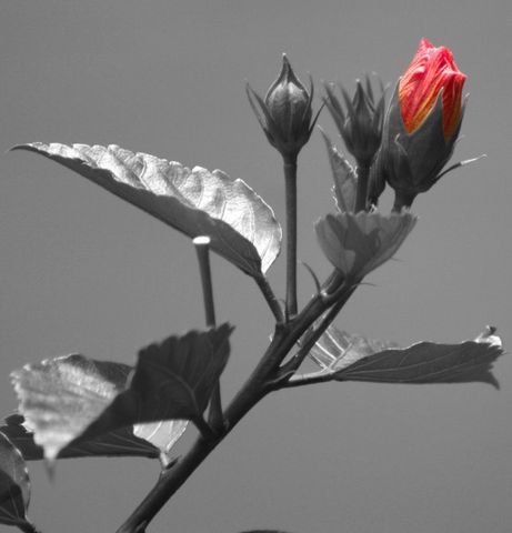 Sin Nombre